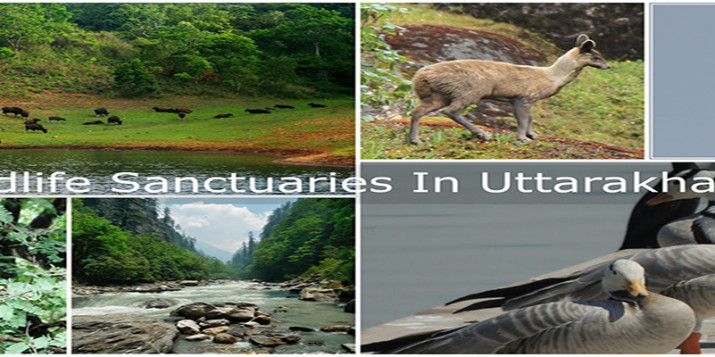 Wildlife Sanctuaries Uttarakhand