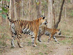 achanakmar wildlife sanctuary 2