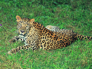 achanakmar wildlife sanctuary 8