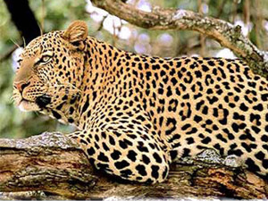 aralam wildlife sanctuary 7