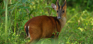 gomarda wildlife sanctuary 1