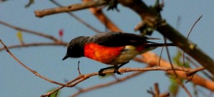 karnala bird sanctuary