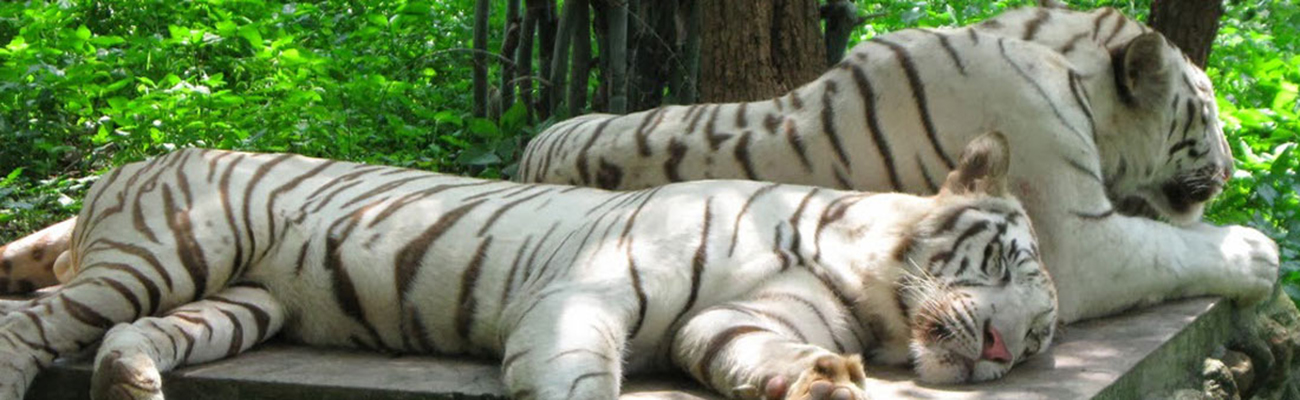 Orissa – Land of the White tiger